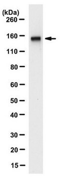 Anti-ZMYM2 Antibody, clone 9F12.1 clone 9F12.1, from mouse