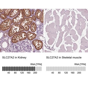 Anti-SLC27A2 antibody produced in rabbit Prestige Antibodies&#174; Powered by Atlas Antibodies, affinity isolated antibody, buffered aqueous glycerol solution