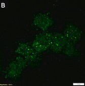 Anti-Apaf-1 Antibody, clone 1C7 ZooMAb&#174; Rabbit Monoclonal recombinant, expressed in HEK 293 cells