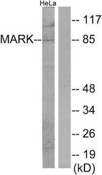 Anti-MARK antibody produced in rabbit affinity isolated antibody