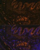Anti-MMP9 antibody produced in rabbit