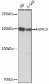 Anti-HDAC9 Antibody, clone 3L5E5, Rabbit Monoclonal