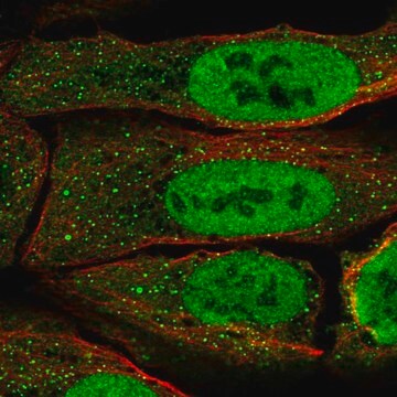 Anti-PAX5 antibody produced in rabbit Prestige Antibodies&#174; Powered by Atlas Antibodies, affinity isolated antibody