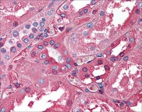 Anti-ALB (ab2) antibody produced in rabbit affinity isolated antibody