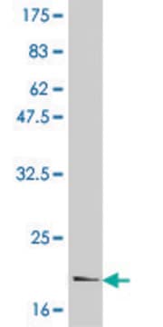 Monoclonal Anti-IL6 antibody produced in mouse clone 3E4, purified immunoglobulin, buffered aqueous solution