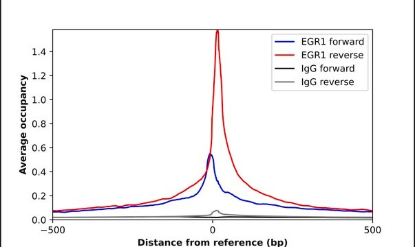 Anti-EGR1 antibody produced in rabbit Prestige Antibodies&#174; Powered by Atlas Antibodies, affinity isolated antibody