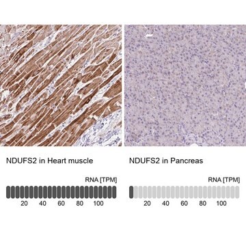 Anti-NDUFS2 antibody produced in rabbit Prestige Antibodies&#174; Powered by Atlas Antibodies, affinity isolated antibody, buffered aqueous glycerol solution