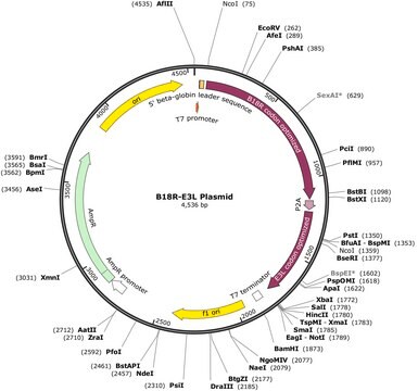 B18R-E3L Plasmid (human codon optimized for B18R and E3L) To strongly suppress more interferon responses than single B18R to enable more expression of a Simplicon&#174; RNA or regular mRNA(s).