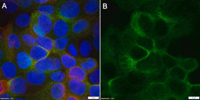 Anti-MR1 Antibody, clone 1D18 ZooMAb&#174; Rabbit Monoclonal recombinant, expressed in HEK 293 cells