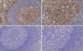 Anti-Cyclin B1 Antibody, clone V152, ZooMAb&#174; Mouse Monoclonal recombinant, expressed in HEK 293 cells