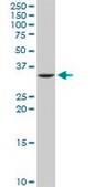 Anti-IMPA1 antibody produced in rabbit purified immunoglobulin, buffered aqueous solution