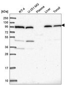 Anti-COPG1 antibody produced in rabbit Prestige Antibodies&#174; Powered by Atlas Antibodies, affinity isolated antibody