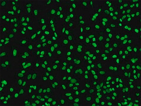 Anti-RbAp46, C-terminal antibody produced in rabbit affinity isolated antibody, buffered aqueous solution