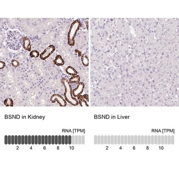 Anti-BSND antibody produced in rabbit Prestige Antibodies&#174; Powered by Atlas Antibodies, affinity isolated antibody, buffered aqueous glycerol solution