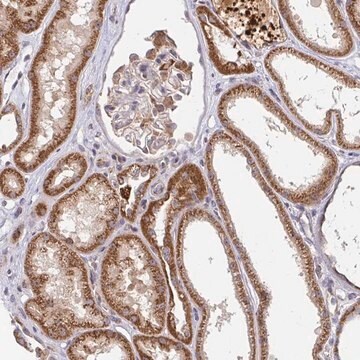 Anti-PDF antibody produced in rabbit Prestige Antibodies&#174; Powered by Atlas Antibodies, affinity isolated antibody, buffered aqueous glycerol solution