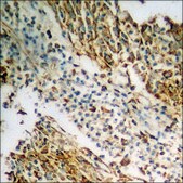 Anti-phospho-n-NOS (pSer852) antibody produced in rabbit affinity isolated antibody
