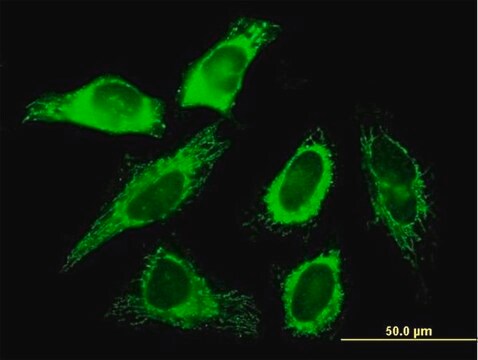 Anti-SLC25A3 antibody produced in mouse IgG fraction of antiserum, buffered aqueous solution