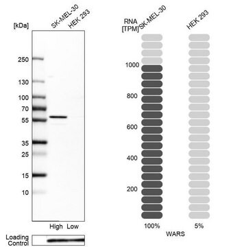 Anti-WARS antibody produced in rabbit Prestige Antibodies&#174; Powered by Atlas Antibodies, affinity isolated antibody