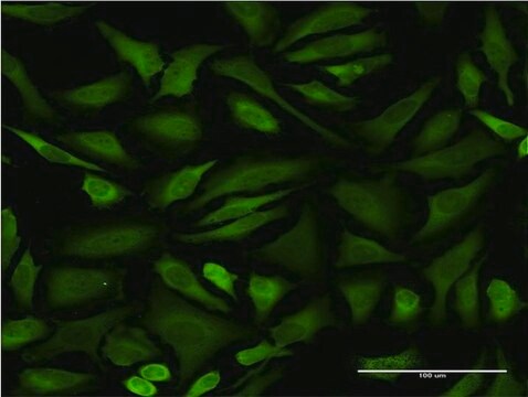 Monoclonal Anti-STIP1 antibody produced in mouse clone 1C6, purified immunoglobulin, buffered aqueous solution