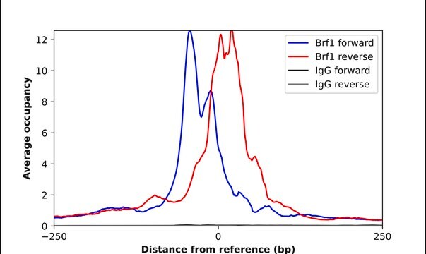 Anti-BRF1 antibody produced in rabbit Prestige Antibodies&#174; Powered by Atlas Antibodies, affinity isolated antibody