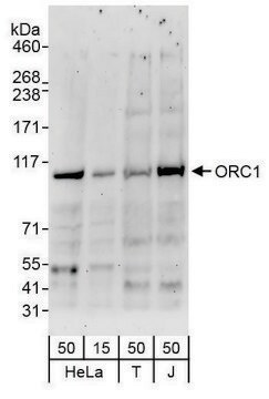 Rabbit anti-ORC1 Antibody, Affinity Purified Powered by Bethyl Laboratories, Inc.