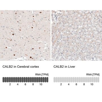 Anti-CALB2 antibody produced in mouse Prestige Antibodies&#174; Powered by Atlas Antibodies, clone CL12842, purified by using Protein A, buffered aqueous glycerol solution