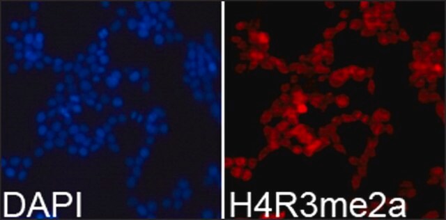 Anti-Histone H4R3me2a antibody produced in rabbit affinity isolated antibody