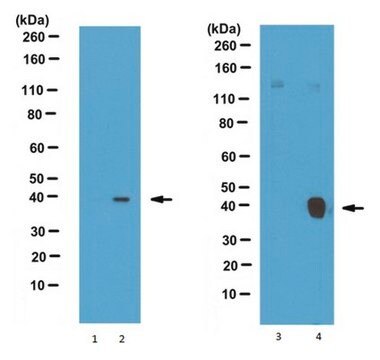 Anti-phospho TIN2 (Ser295) Antibody 0.25&#160;mg/mL, from rabbit