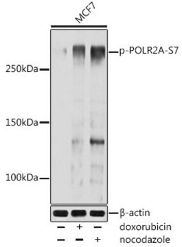 Anti-Phospho-POLR2A-S7 antibody produced in rabbit