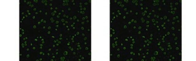 Anti-Chlamydial MOMP Antibody, clone B-D3 clone B-D3, from mouse