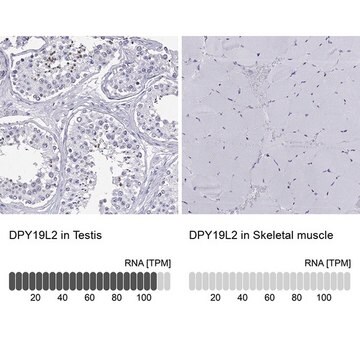 Anti-DPY19L2 antibody produced in rabbit Prestige Antibodies&#174; Powered by Atlas Antibodies, affinity isolated antibody, buffered aqueous glycerol solution
