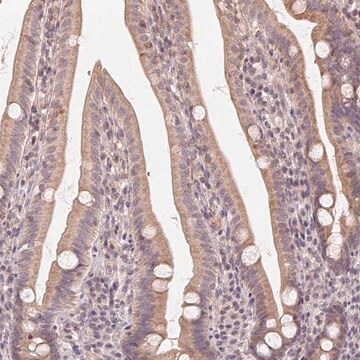 Anti-NCOA4 antibody produced in rabbit Prestige Antibodies&#174; Powered by Atlas Antibodies, affinity isolated antibody, buffered aqueous glycerol solution