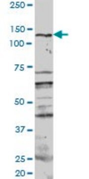 Anti-PKN1 antibody produced in rabbit purified immunoglobulin, buffered aqueous solution