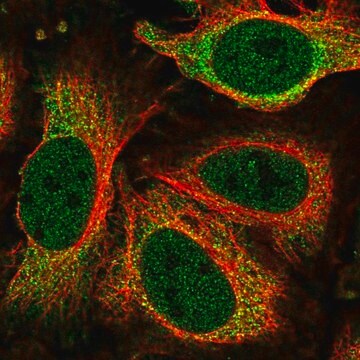 Anti-NEK6 antibody produced in rabbit Prestige Antibodies&#174; Powered by Atlas Antibodies, affinity isolated antibody