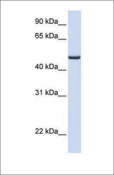Anti-FDXR antibody produced in rabbit affinity isolated antibody