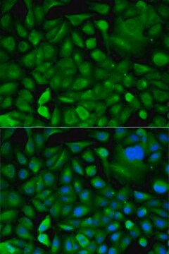 Anti-MIF antibody produced in rabbit