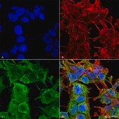 Monoclonal Anti-Glua1/Glur1 - Percp antibody produced in mouse clone S355-1, purified immunoglobulin