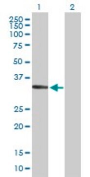Anti-SGCD antibody produced in mouse purified immunoglobulin, buffered aqueous solution