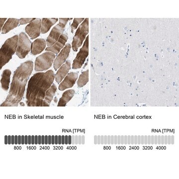 Anti-NEB antibody produced in rabbit Prestige Antibodies&#174; Powered by Atlas Antibodies, affinity isolated antibody, buffered aqueous glycerol solution