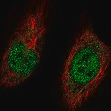 Anti-MGA antibody produced in rabbit Prestige Antibodies&#174; Powered by Atlas Antibodies, affinity isolated antibody