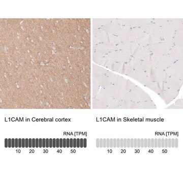 Anti-L1CAM antibody produced in rabbit Prestige Antibodies&#174; Powered by Atlas Antibodies, affinity isolated antibody, buffered aqueous glycerol solution