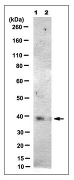 Anti-CD226/DNAM-1 Antibody, clone NewE1 (Azide Free) clone NewE1, from mouse