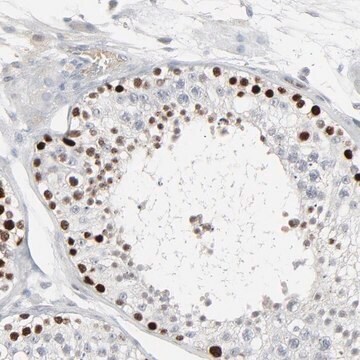 Anti-SAGE1 antibody produced in rabbit Ab1, Prestige Antibodies&#174; Powered by Atlas Antibodies, affinity isolated antibody, buffered aqueous glycerol solution