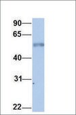 Anti-HDAC1 antibody produced in rabbit affinity isolated antibody