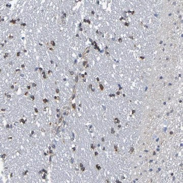 Anti-TMCC3 antibody produced in rabbit Prestige Antibodies&#174; Powered by Atlas Antibodies, affinity isolated antibody, buffered aqueous glycerol solution