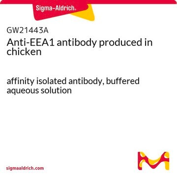 Anti-EEA1 antibody produced in chicken affinity isolated antibody, buffered aqueous solution