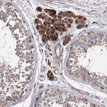 Anti-BCL2L12 antibody produced in rabbit Prestige Antibodies&#174; Powered by Atlas Antibodies, affinity isolated antibody, buffered aqueous glycerol solution