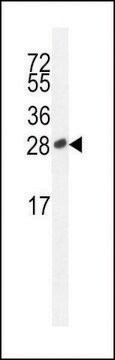 ANTI-ICOS(C-TERMINAL) antibody produced in rabbit IgG fraction of antiserum, buffered aqueous solution