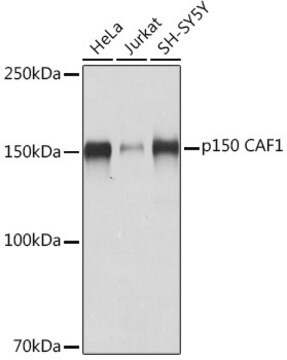 Anti-p150 CAF1 Antibody, clone 1T1O5, Rabbit Monoclonal