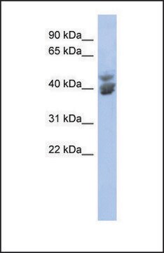 Anti-KLF2 antibody produced in rabbit affinity isolated antibody